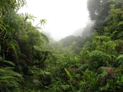 Cloud forest, Mt. Temetiu-Feani, Hiva Oa, Marquesas Islands, 2007