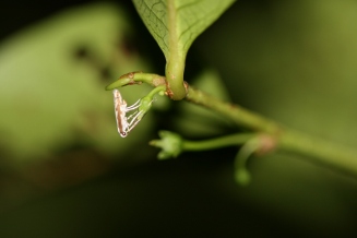 Leafflower moth (Epicephala sp.) pollinating a Phyllanthus grayanus (syn. Glochidion grayanum) flower, Tahiti, Society Islands, 2009