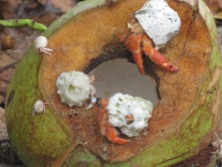 Hermit crabs at an opened coconut, Maupiti, Society Islands, 2007