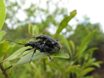 Mating Rhyncogonus weevils, Mt. Turi, Huahine, Society Islands, 2008