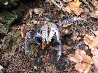 Coconut crab (Birgus latro), Me'eti'a, Society Islands, 2008