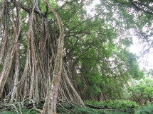 Ficus prolixa forest, Me'eti'a, Society Islands, 2008