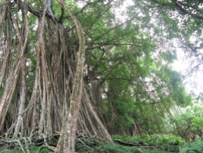 Ficus prolixa forest, Me'eti'a, Society Islands, 2008