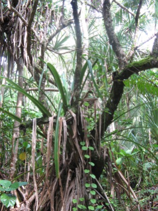 Makatea forest, Mangaia, Cook Islands, 2008
