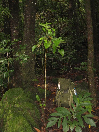 Critically endangered Phyllanthus wilderi (syn. Glochidion wilderi) sapling, Mangareva, Gambier Islands, 2008