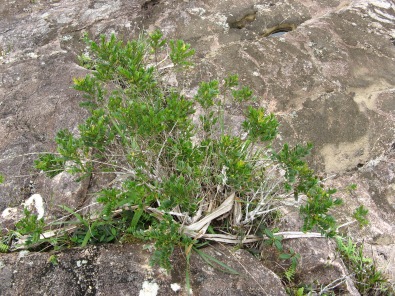 Phyllanthus emarginatus (syn. Glochidion emarginatum), Ra'iatea, Society Islands, 2008