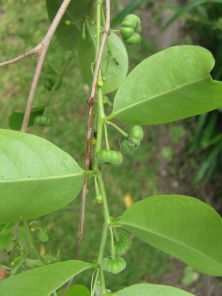 Phyllanthus huahineense (syn. Glochidion huahineense), Huahine, Society Islands, 2008
