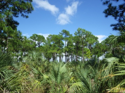 Pine savanna fragment, Tropical Park, Miami, Florida