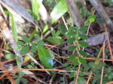 Fivepetal leafflower (Phyllanthus pentaphyllus), Miami, Florida
