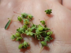 Handful of smartweed leafflower (Phyllanthus polygonoides) fruits, Guadalupe Mountains National Park, Texas