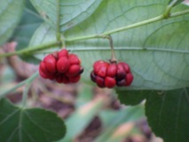 Glochidion puberum fruit, Hengshan, Hunan, China