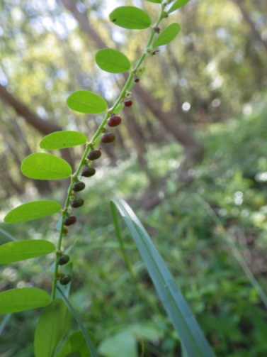 Birdseed leafflower (Phyllanthus evanescens), Texas
